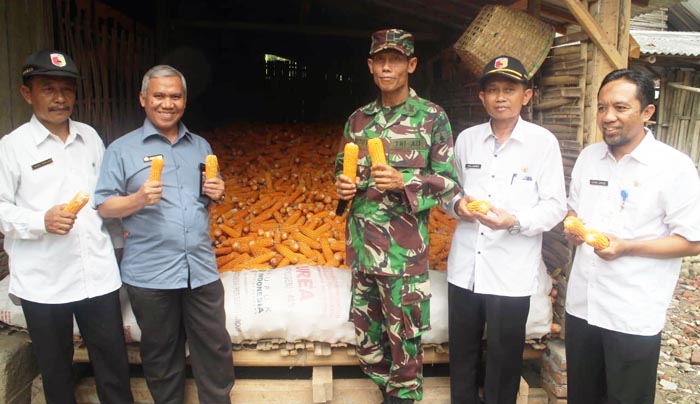 Jagung Banyuwangi, Ditjen PSP Kementan Dorong Korporasi Petani